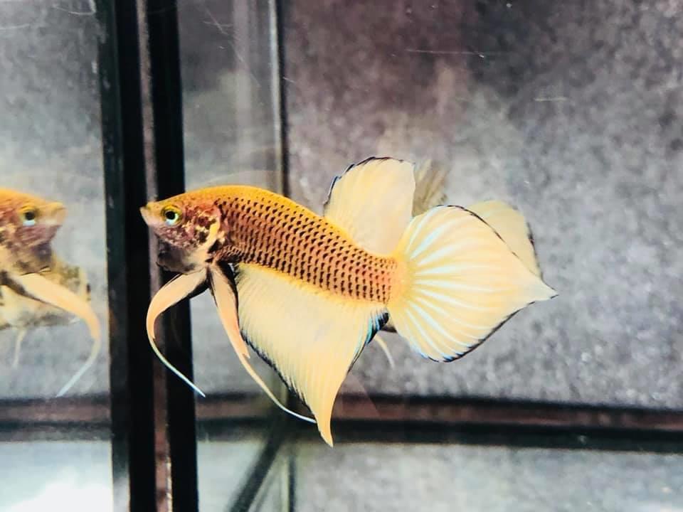 Yellow Splendens Male Wild Betta Our Choice (CBM-1054)
