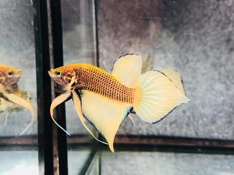 Yellow Splendens Male Wild Betta (CBM-1054) BUY 4 GET 1 FREE MIX & MATCH